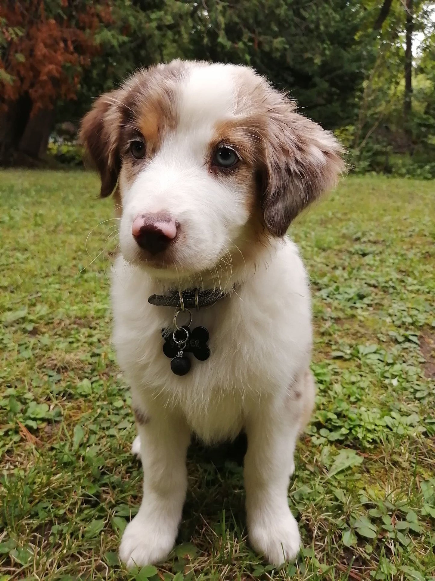 Copie de Pendentif naturel pour collier à chien. Pour aider les allergies. Mon Toutou a des Allergies Les sens ciels des champs
