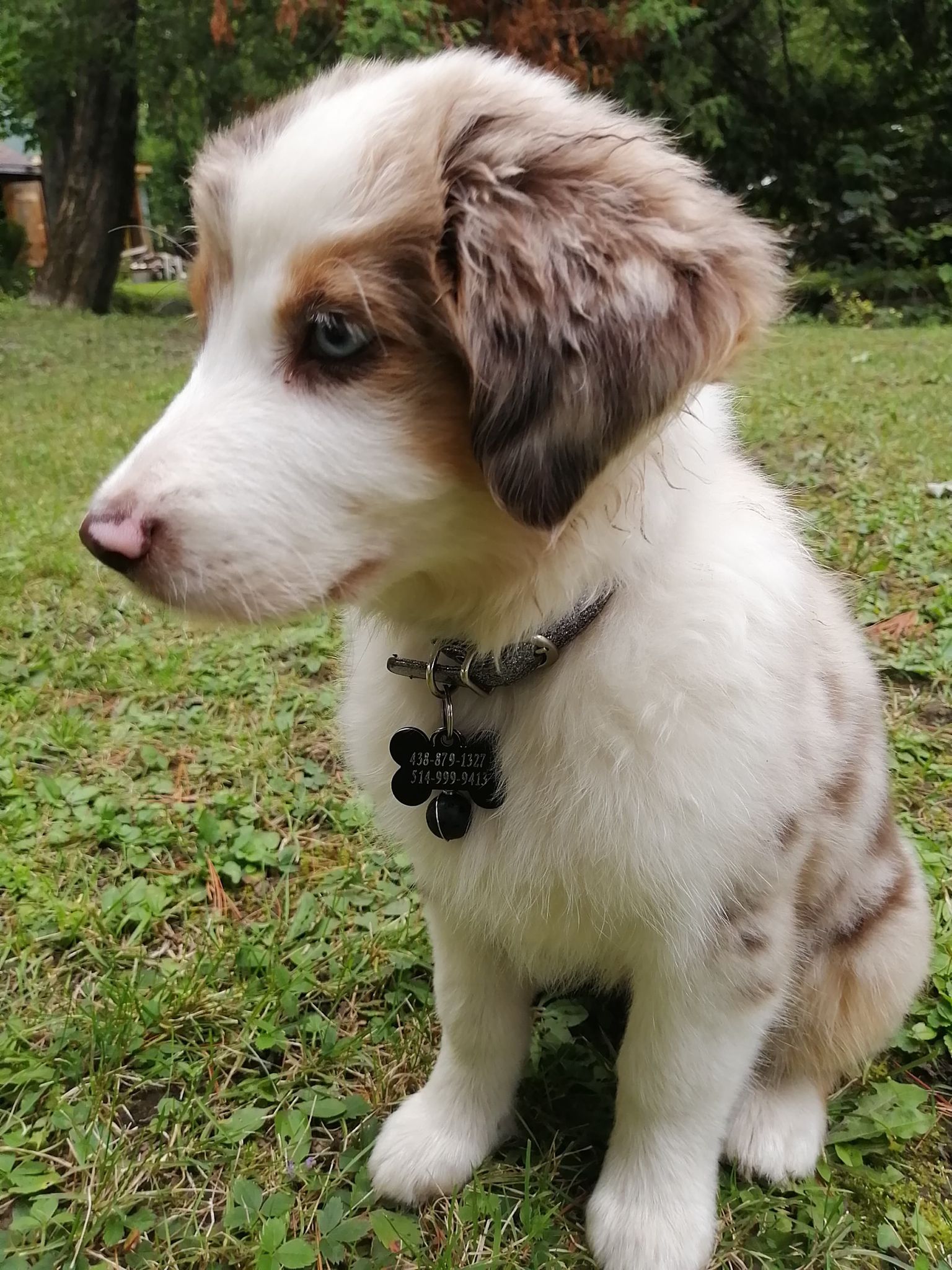 Pendentif naturel pour collier à chien. Pour augmenter l'Énergie. Mon Toutou a besoin d'Énergie Les sens ciels des champs