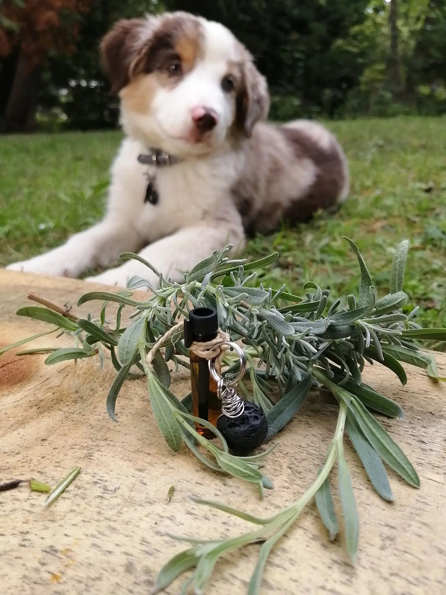 Pendentif naturel pour collier à chien. Pour aider à la relaxation, l’anxiété et l’agressivité Les sens ciels des champs