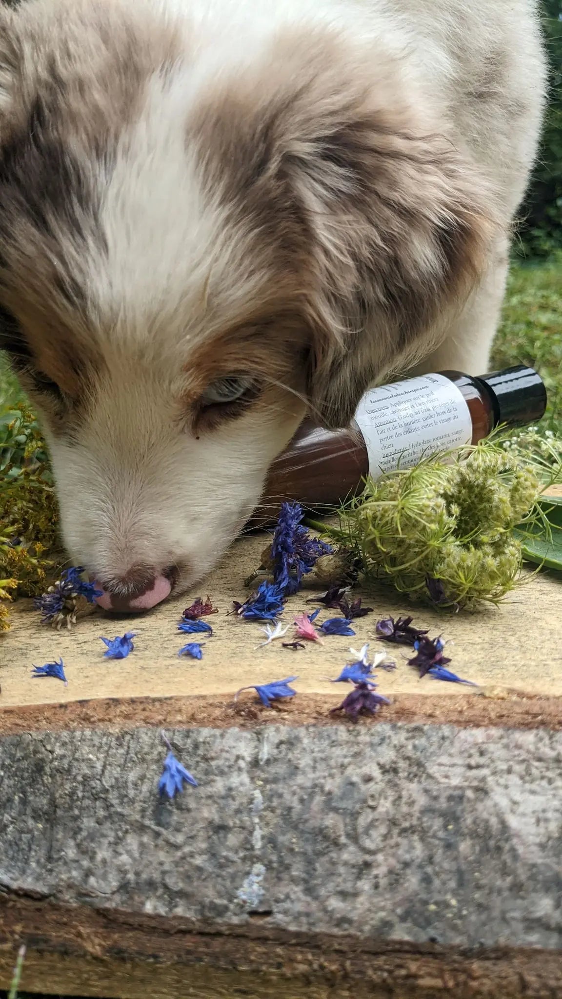 Shampoing pour chien naturel (pas bête hen!) Les sens ciels des champs
