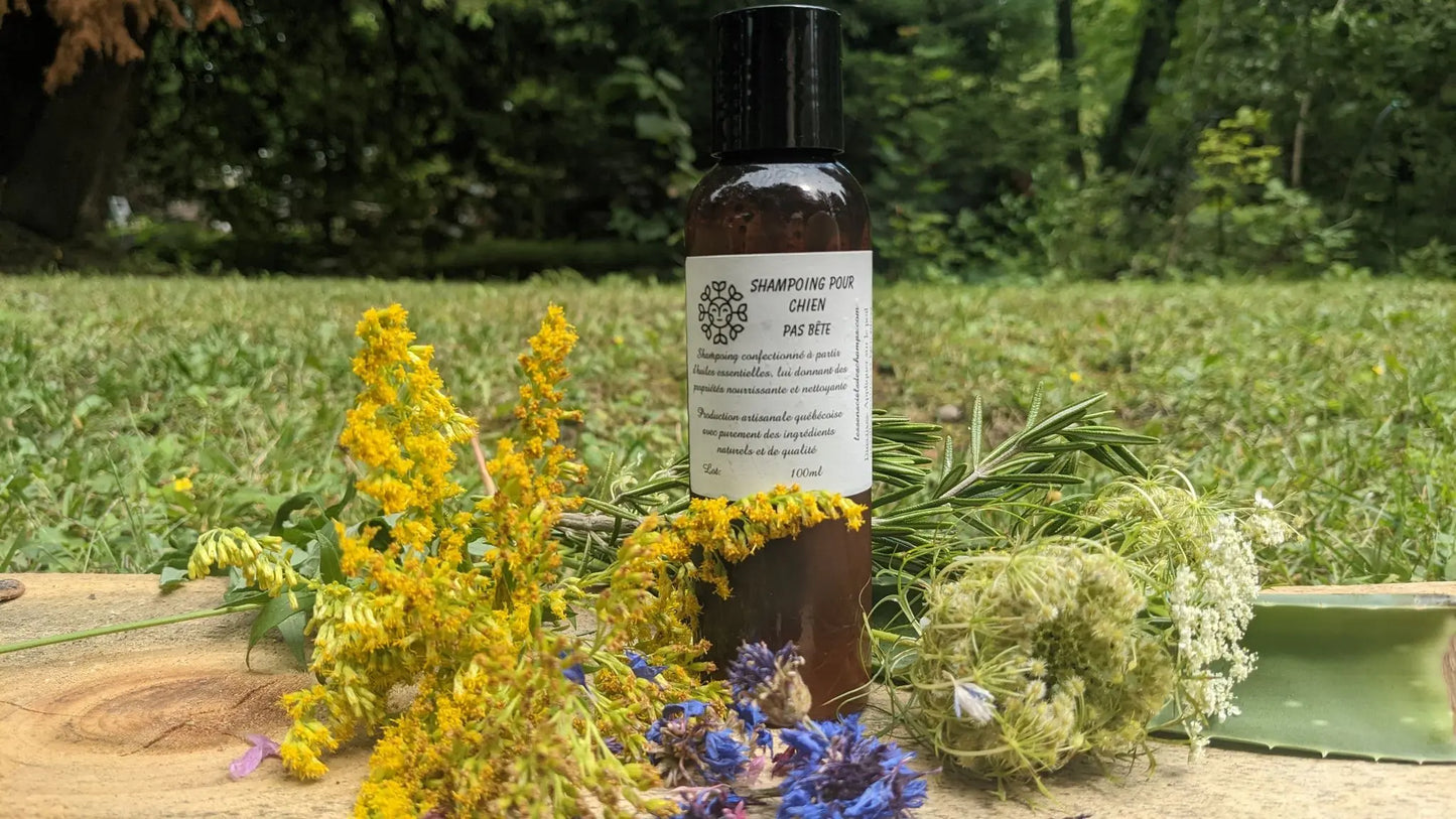 Shampoing pour chien naturel (pas bête hen!) Les sens ciels des champs